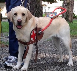 Clienti privi di vista – diritto di soggiornare in albergo con il proprio cane guida