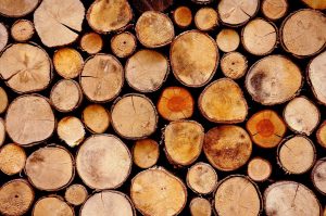 Operatori che commercializzano legno e prodotti derivati: proroga obbligo di iscrizione al 31 dicembre 2022